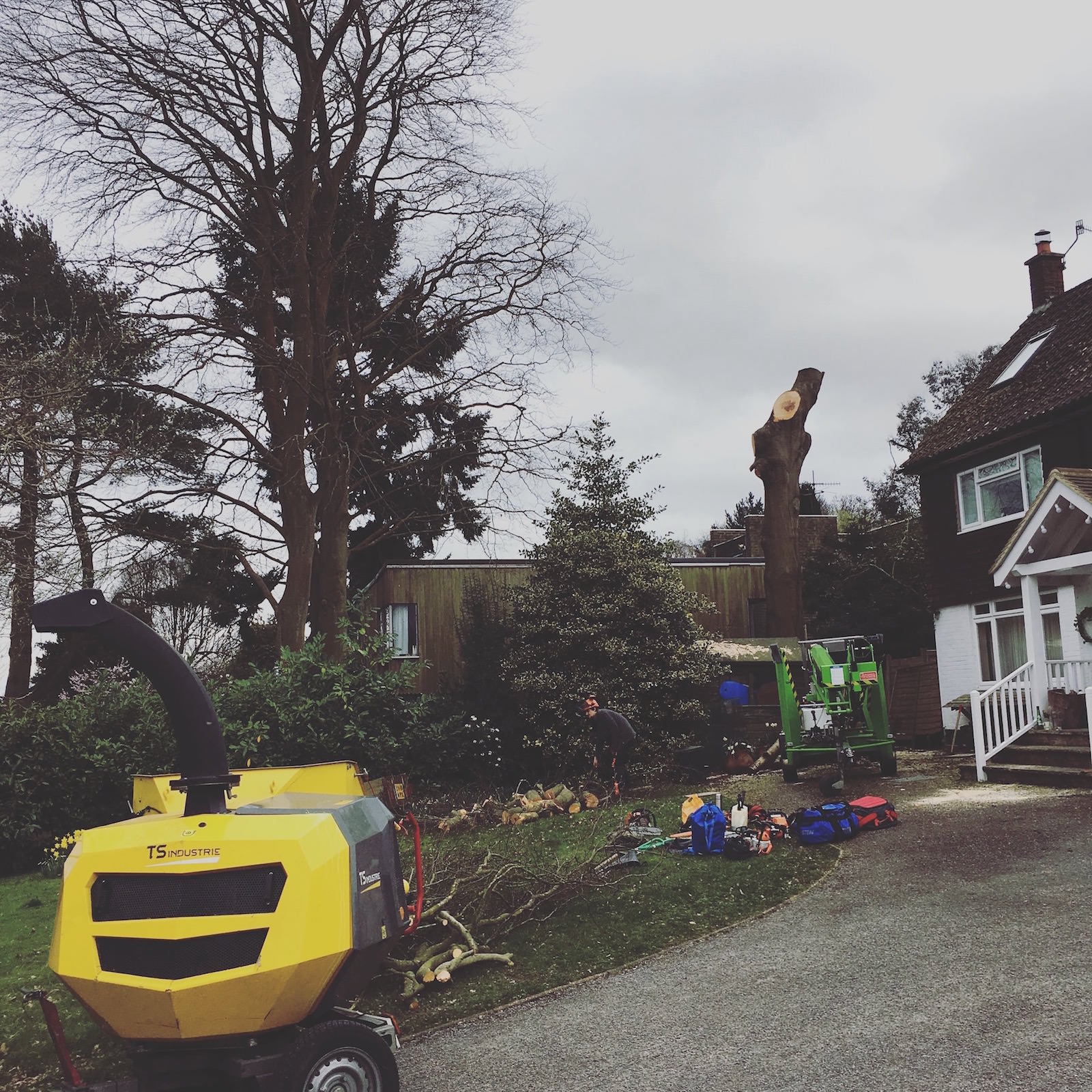 Tree felling Burgess Hill