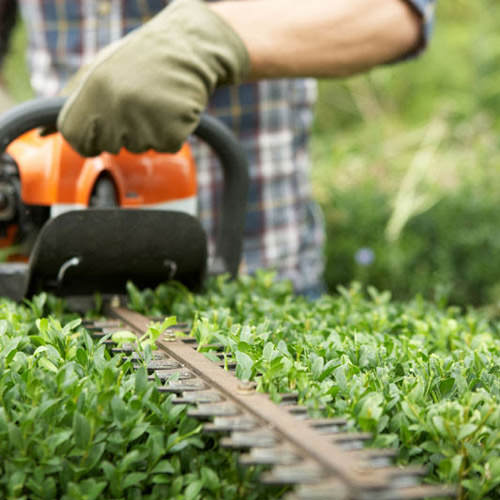 Hedge Cutting Sussex