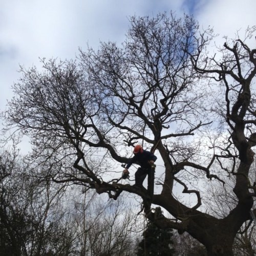 Tree Surgeon Near Me