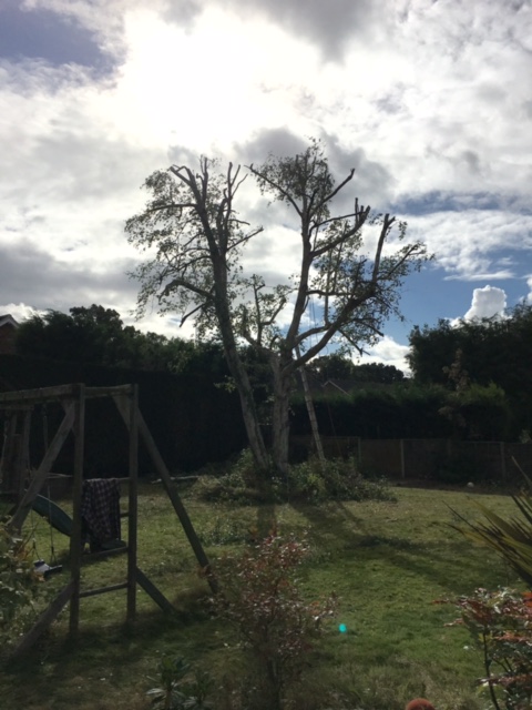 Tree Surgeon reduction