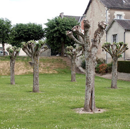 Tree Surgeon Pollarding