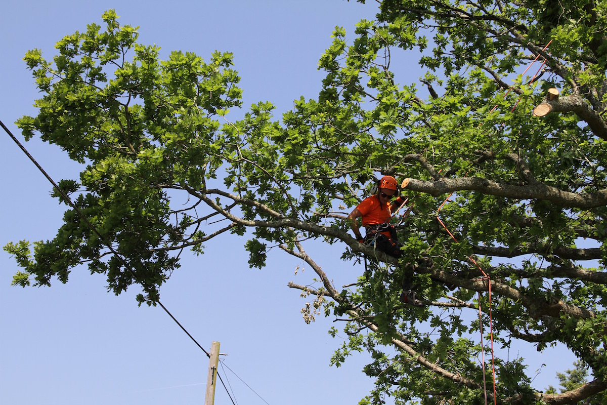 Tree Surgeon Crawley