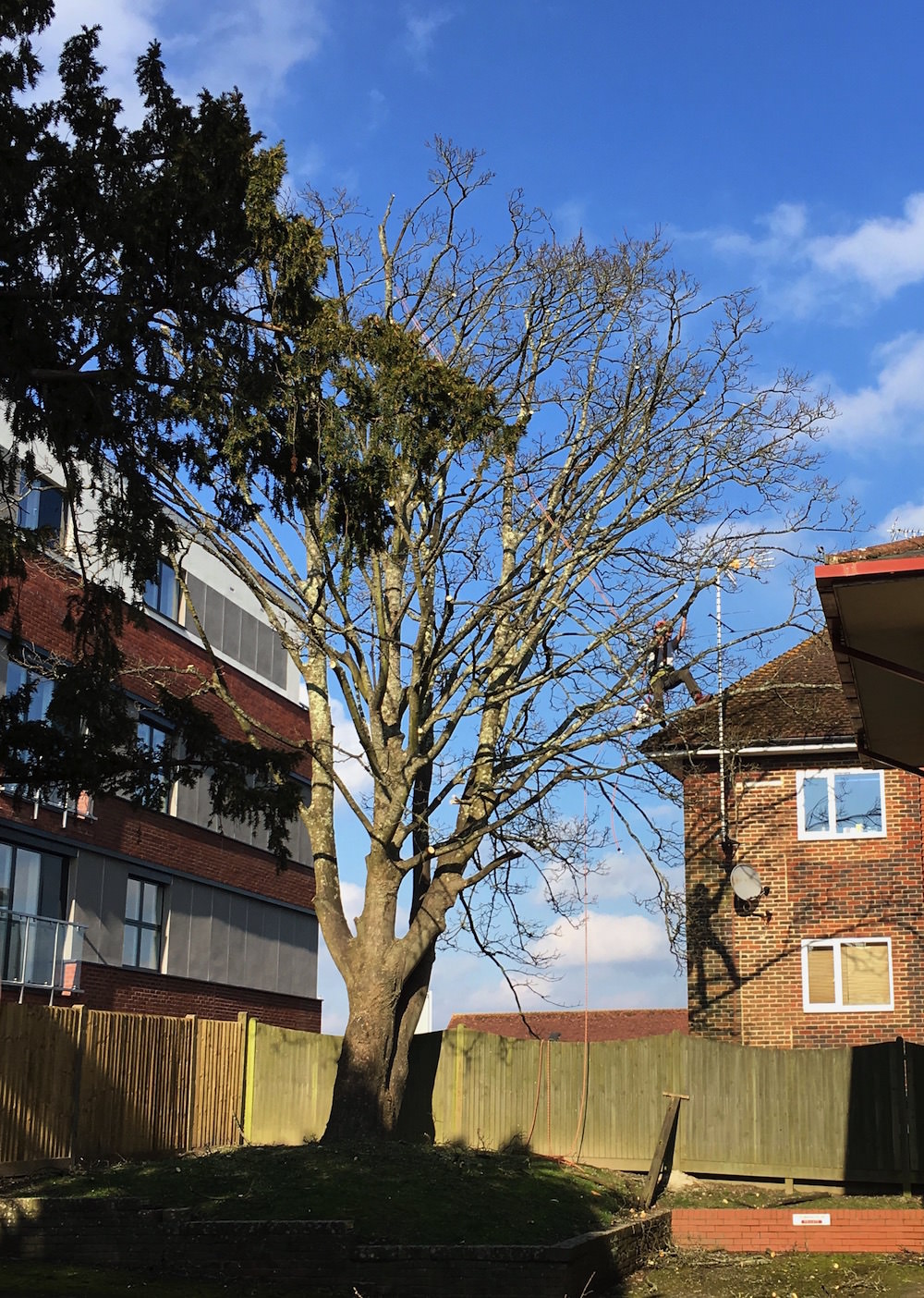 Tree Surgeon thinning