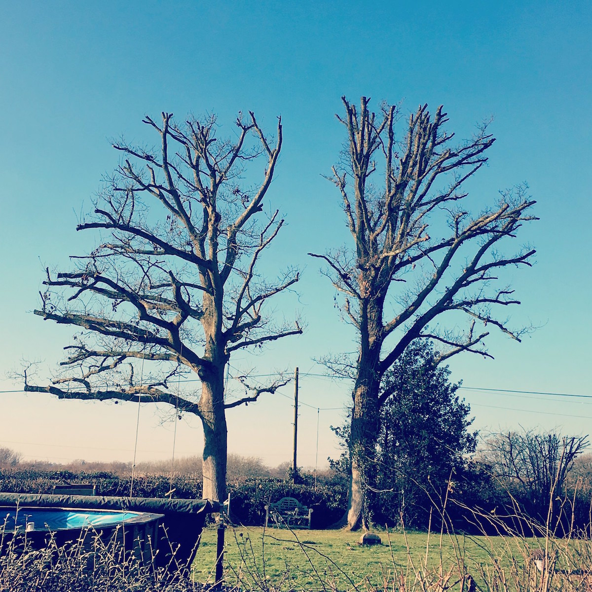 Tree Surgeon Haywards Heath