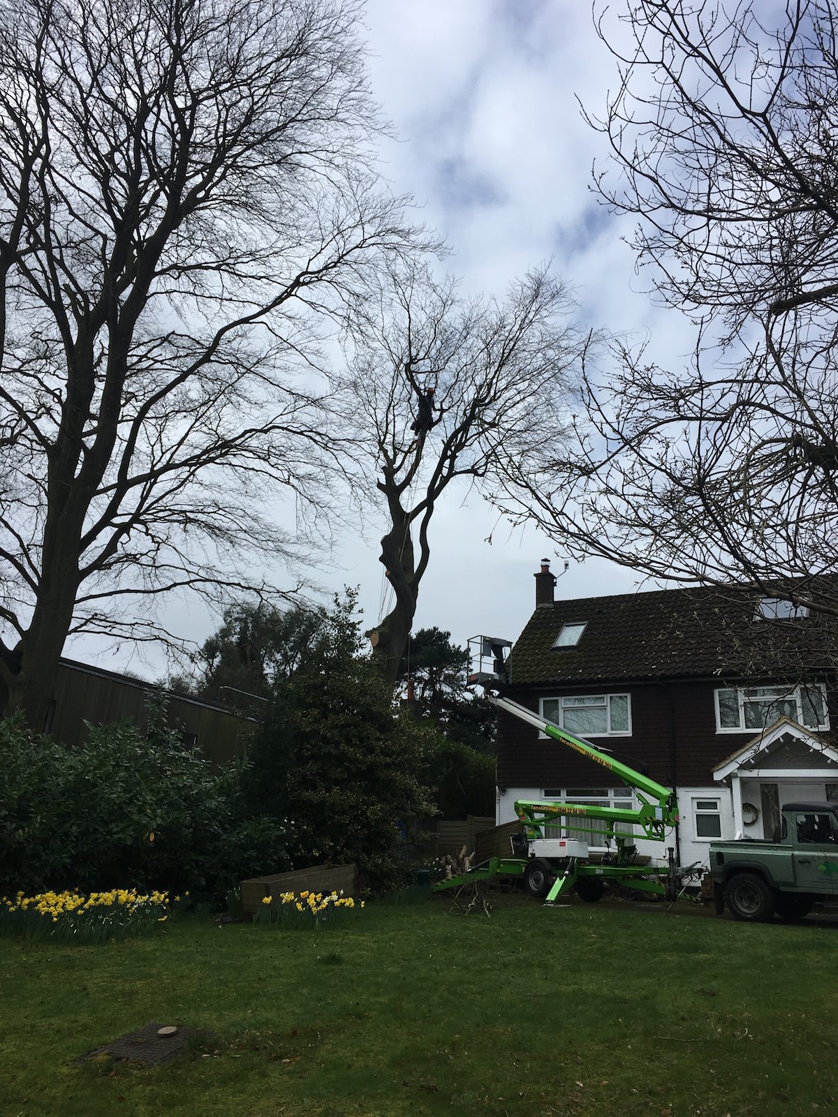 Beech Tree Work