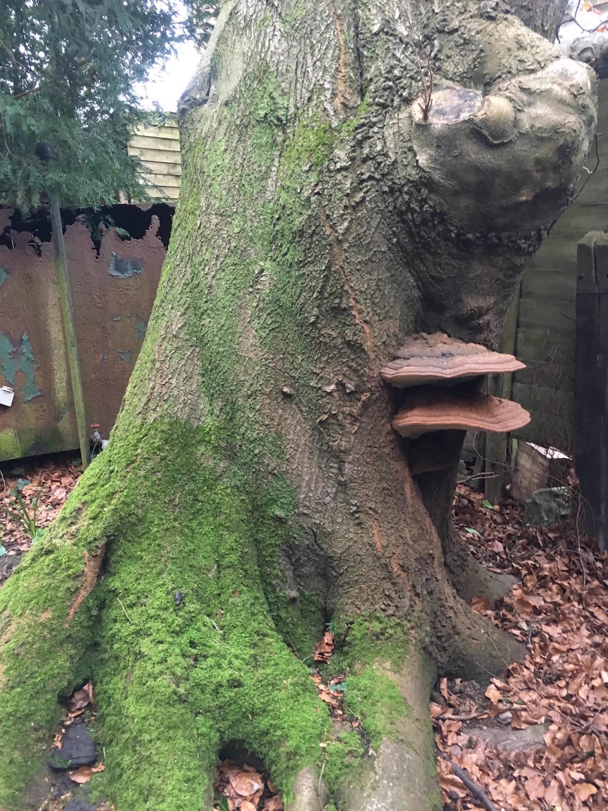 Beech Tree with Bracket Fungus
